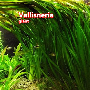 Vallisneria giant